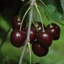 Kersenboom 'Stella' halfstam (zelfbestuivend)